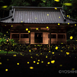 【額装写真】神社のホタル 1枚目の画像