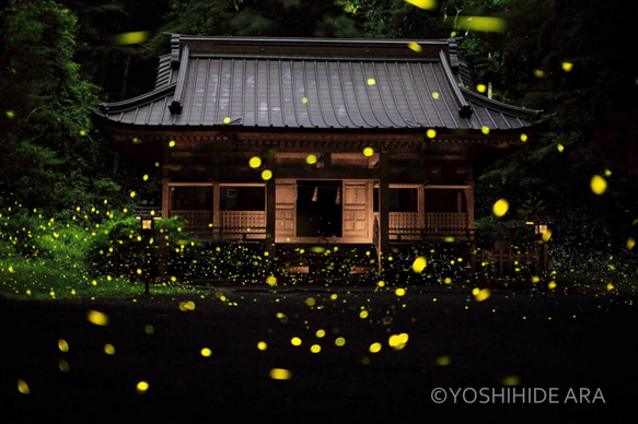 【額装写真】神社のホタル 1枚目の画像