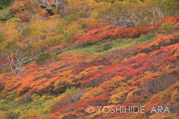 【額装写真】山肌燃ゆる 1枚目の画像