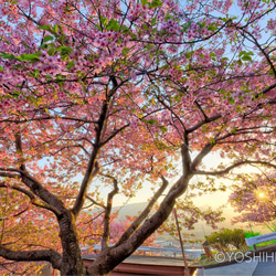 【額装写真】西平畑公園の河津桜・夕景 1枚目の画像