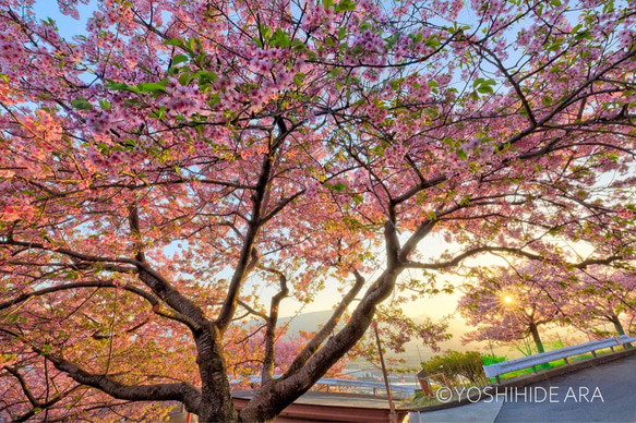 【額装写真】西平畑公園の河津桜・夕景 1枚目の画像