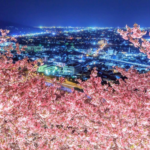 額装写真】西平畑公園の河津桜と松田の夜景 写真・グラフィック ARA