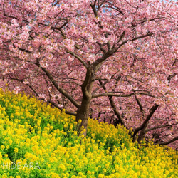 【額装写真】西平畑公園の河津桜と菜の花畑 1枚目の画像