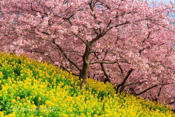 額装写真】西平畑公園の河津桜と菜の花畑 写真・グラフィック ARA 通販