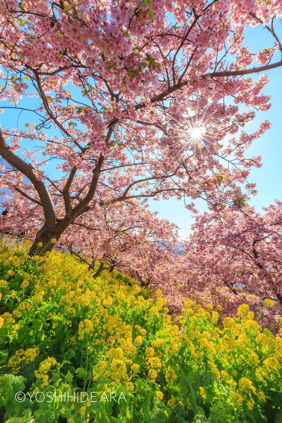 【額装写真】西平畑公園の河津桜と菜の花畑 1枚目の画像