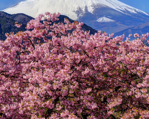 額装写真】西平畑公園の河津桜と富士山 写真・グラフィック ARA