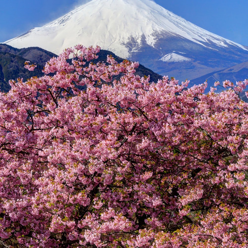 世界遺産 富士山 写真 紅富士 赤富士 A4又は2L版 額付き 写真