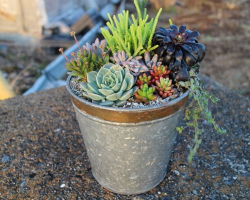 ブリキのかっこいい寄せ植え アートフラワー Lily 多肉と花 通販