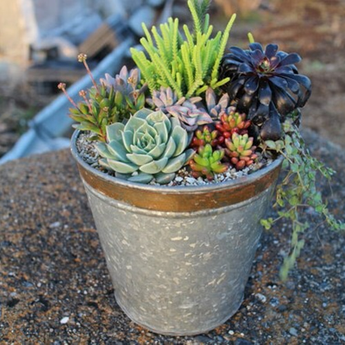 ！wyvern様！特大ブラック ブリキ 多肉植物 寄せ植え♪ ☆多肉植物 寄せ植え〜フック付きブリキ缶寄せ植え セット