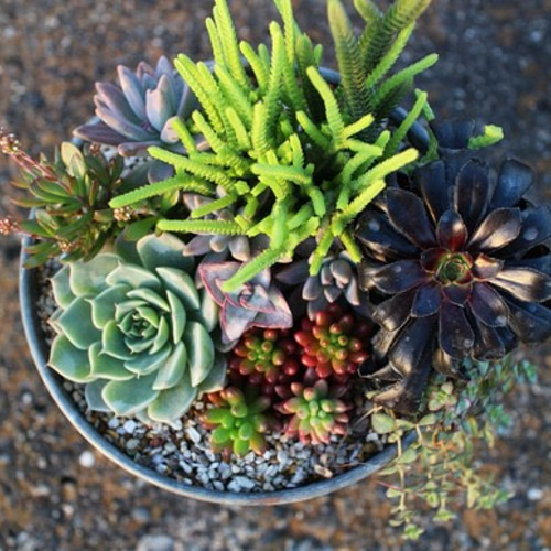 ！wyvern様！特大ブラック ブリキ 多肉植物 寄せ植え♪ 楽天市場】【ブリキ鉢の多肉寄せ植え】☆｜多肉植物 可愛い