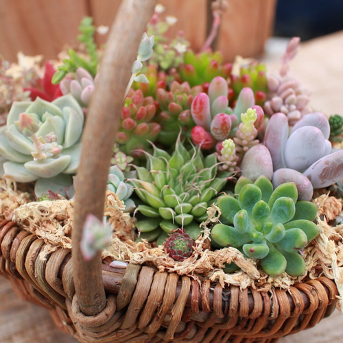 母の日寄せ植え多肉植物寄せ植えバスケット☆