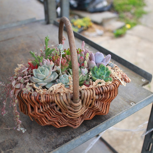 多肉のカゴ寄せ植え 《母の日のラッピング可能》 アートフラワー Lily  