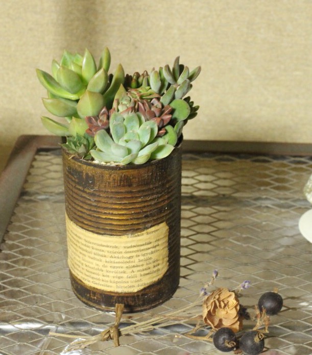 リメイク缶*ハンドメイド⭐️多肉植物に最適19缶 🌵プラチーノ 🌵リメイク缶 / アップサイクル / 多肉植物鉢