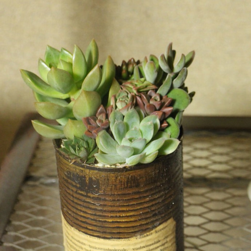 リメイク缶多肉の寄せ植え(トマト缶サイズ) その他インテリア雑貨 Lily