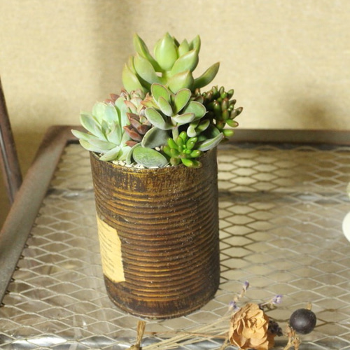 リメイク缶多肉の寄せ植え(トマト缶サイズ) その他インテリア雑貨 Lily