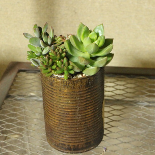 リメイク缶多肉の寄せ植え(トマト缶サイズ) その他インテリア雑貨 Lily