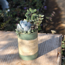 リメイク缶多肉の寄せ植え(トマト缶サイズ) その他インテリア雑貨 Lily