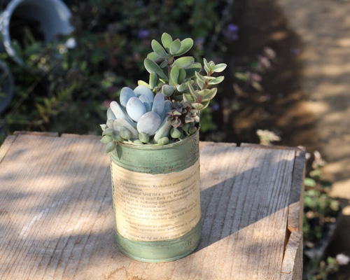 リメイク缶 と サボアレンジ のset 多肉　No.479 ★SOLD OUT リメイク缶 と サボアレンジ のset 多肉 No.479 ☆SOLD OUT