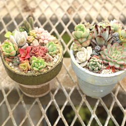 お部屋を彩る多肉植物寄せ植え2点set (2.5号鉢)再販 その他インテリア