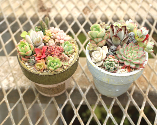 1_7761a9b10b04286417344a4c94e8