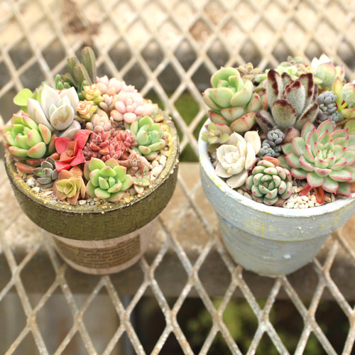 レビュー高評価のおせち贈り物 お部屋を彩る多肉植物寄せ植え2点set (2.5号鉢)再販 その他 鉢花