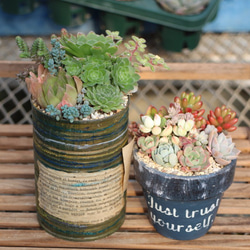 多肉植物の寄せ植えセット アートフラワー Lily 多肉と花 通販 5195099