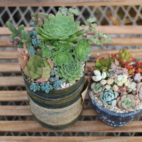♡寄せ植えセット♡多肉植物♡ 多肉植物 寄せ植えセット 詰め合わせ 多肉植物 sa 通販 15165810