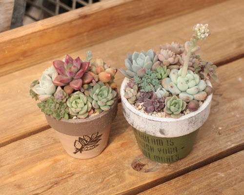 多肉寄せ植え2点セット✿そのまま飾れます♡ 1_b59a14b561f30c2fe5ff0213c8cb