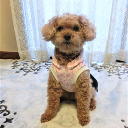 犬服　かわいいピンクのヒョウ柄！ドッグウエア　フード+プリーツスカートタイプ　トイプードルサイズ～5kg 2枚目の画像