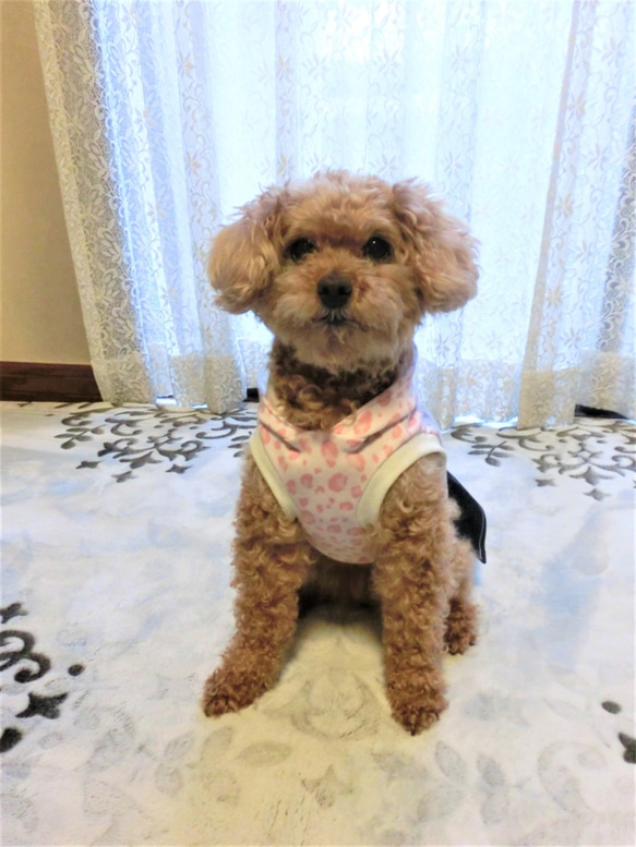 犬服　かわいいピンクのヒョウ柄！ドッグウエア　フード+プリーツスカートタイプ　トイプードルサイズ～5kg 2枚目の画像