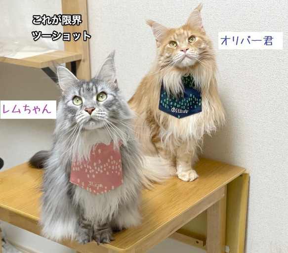 長毛猫さんのごはん用エプロン！　ピンク 4枚目の画像