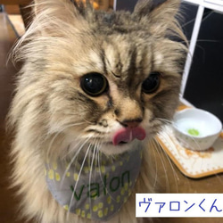 長毛猫さんのごはん用エプロン！　グレー 4枚目の画像