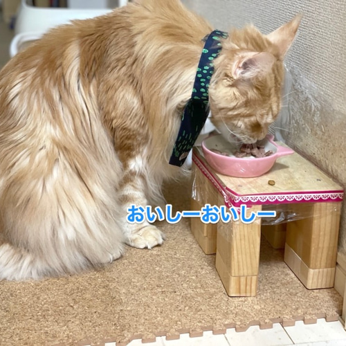 長毛猫さんのごはん用エプロン！ ホワイト ペット服・アクセサリー 