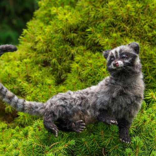 パームシベット 頭骨 骨格標本 超稀少 パームシベット（ジャコウ