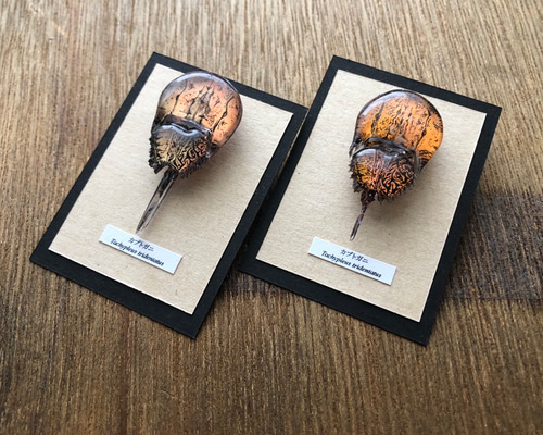 0_672aa1af8af3e459a500ea3d0f3e