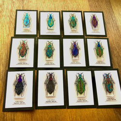 ✴︎昆虫標本ピンバッジ✴︎ アイヌキンオサムシ その他アクセサリー