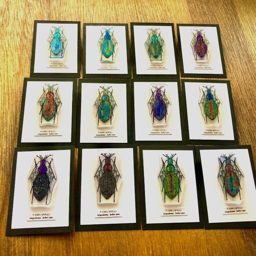 ✴︎昆虫標本ピンバッジ✴︎ アイヌキンオサムシ その他アクセサリー