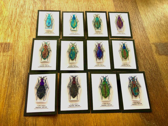 ✴︎昆虫標本ピンバッジ✴︎ アイヌキンオサムシ その他アクセサリー