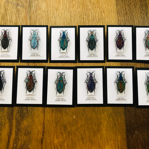 ✴︎昆虫標本ピンバッジ✴︎ アイヌキンオサムシ その他アクセサリー