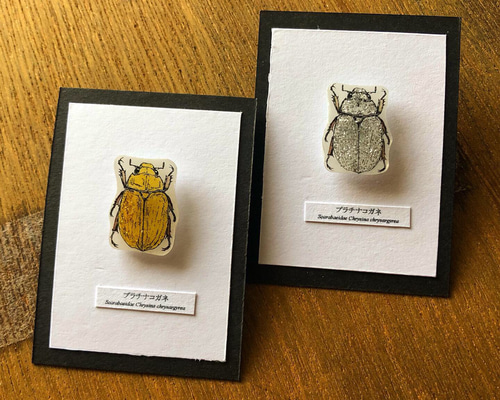 昆虫標本　プラチナコガネ文献 ✴︎昆虫標本ピンバッジ✴︎ プラチナコガネ その他アクセサリー