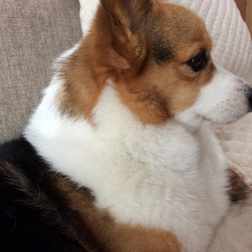 コーギー横顔フレーム❣️ 羊毛フェルト コーギー大好きママ 通販