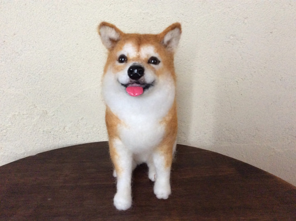 笑顔の柴犬❣️ 2枚目の画像