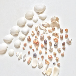シーシェル 貝殻破片など ハンドメイド素材3 1枚目の画像
