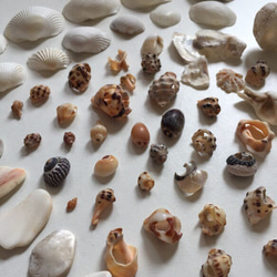 シーシェル 貝殻破片など ハンドメイド素材3 3枚目の画像