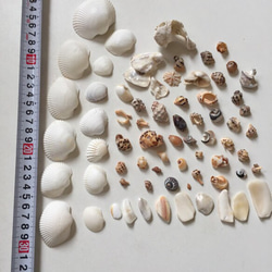 シーシェル 貝殻破片など ハンドメイド素材3 4枚目の画像