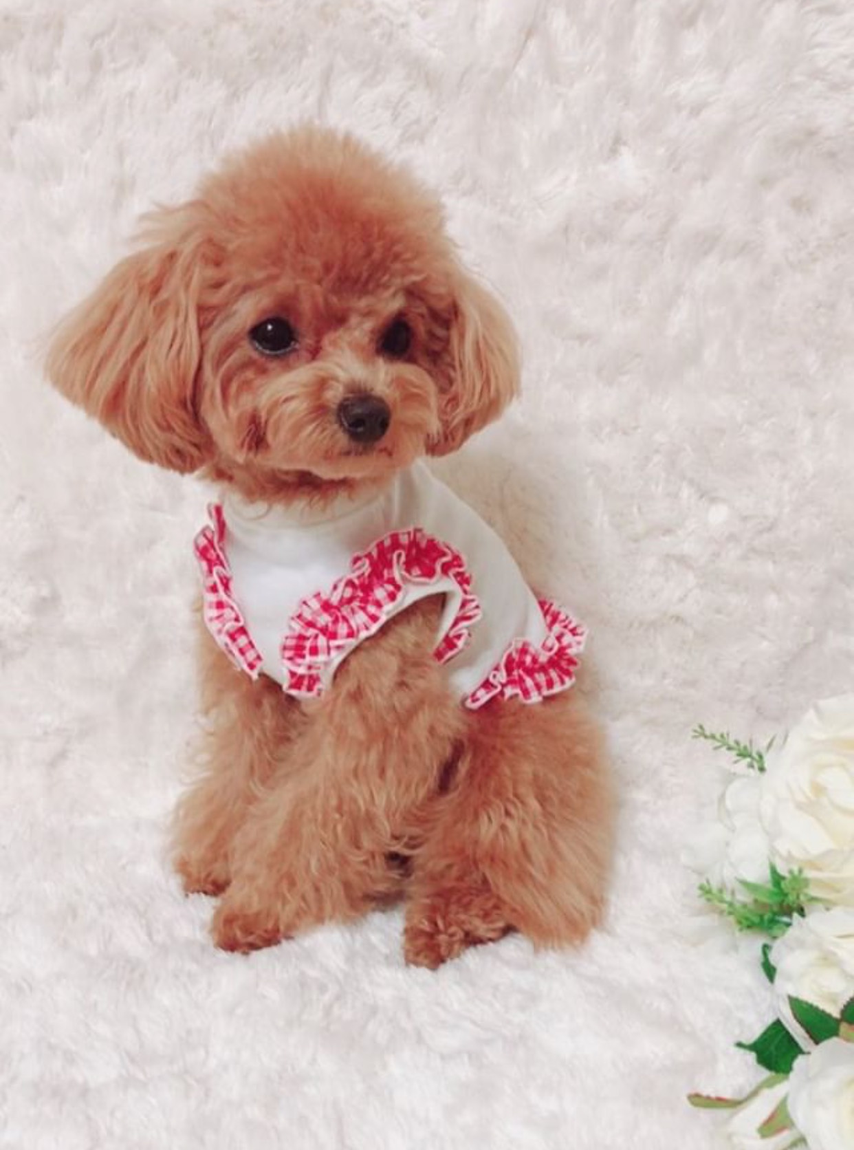 ハンドメイド　リボンチェックボアタンクトップ　犬服 ハンドメイド犬服ならanbia（アンビア）～きゃみたんく