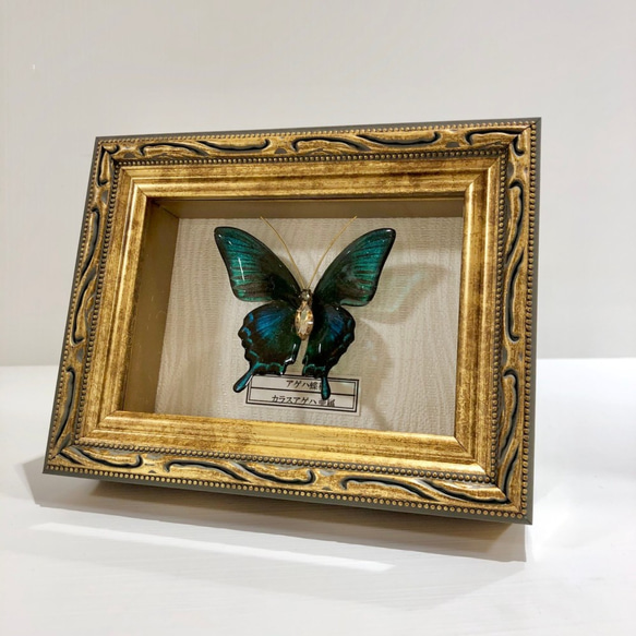 蝶　標本タイプ額　（カラスアゲハ） 2枚目の画像