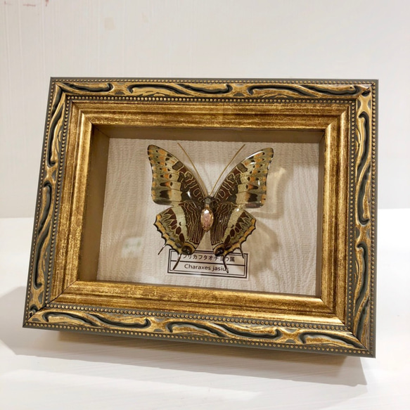 蝶　標本タイプ額　（アフリカフタオ） 1枚目の画像