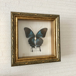 蝶 標本タイプ額 （ｵｵﾙﾘｱｹﾞﾊ） フォトフレーム・写真立て ao 通販