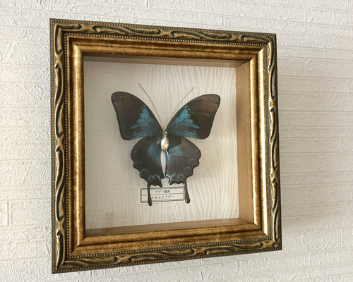蝶 標本タイプ額 （ｵｵﾙﾘｱｹﾞﾊ） フォトフレーム・写真立て ao 通販
